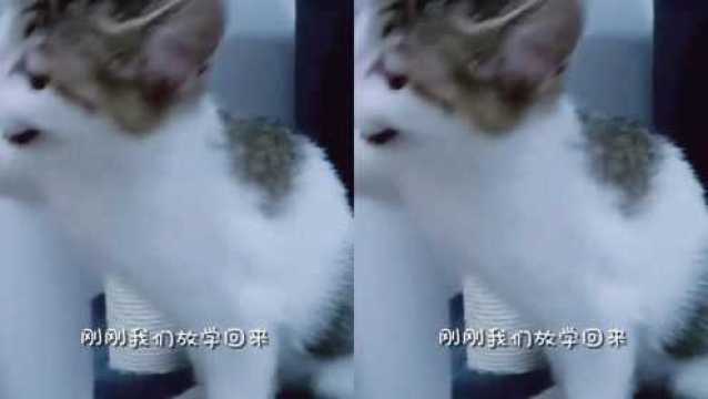 日常猫咪搞笑段子更新