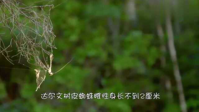 能编织2米长的圆网蜘蛛,丝被列为世界上最坚韧的天然纤维