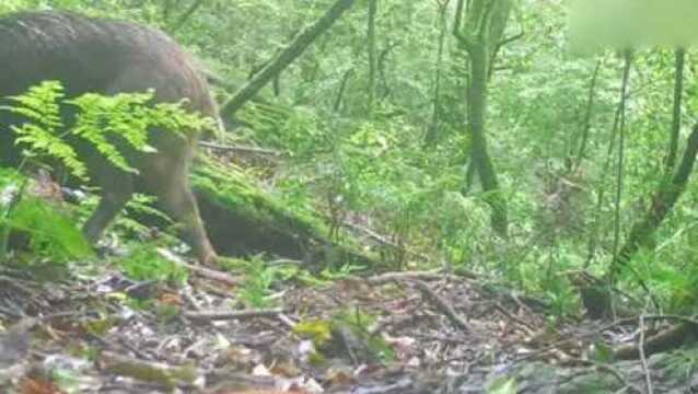 偷拍树林中的野猪,镜头记录惊人一幕!