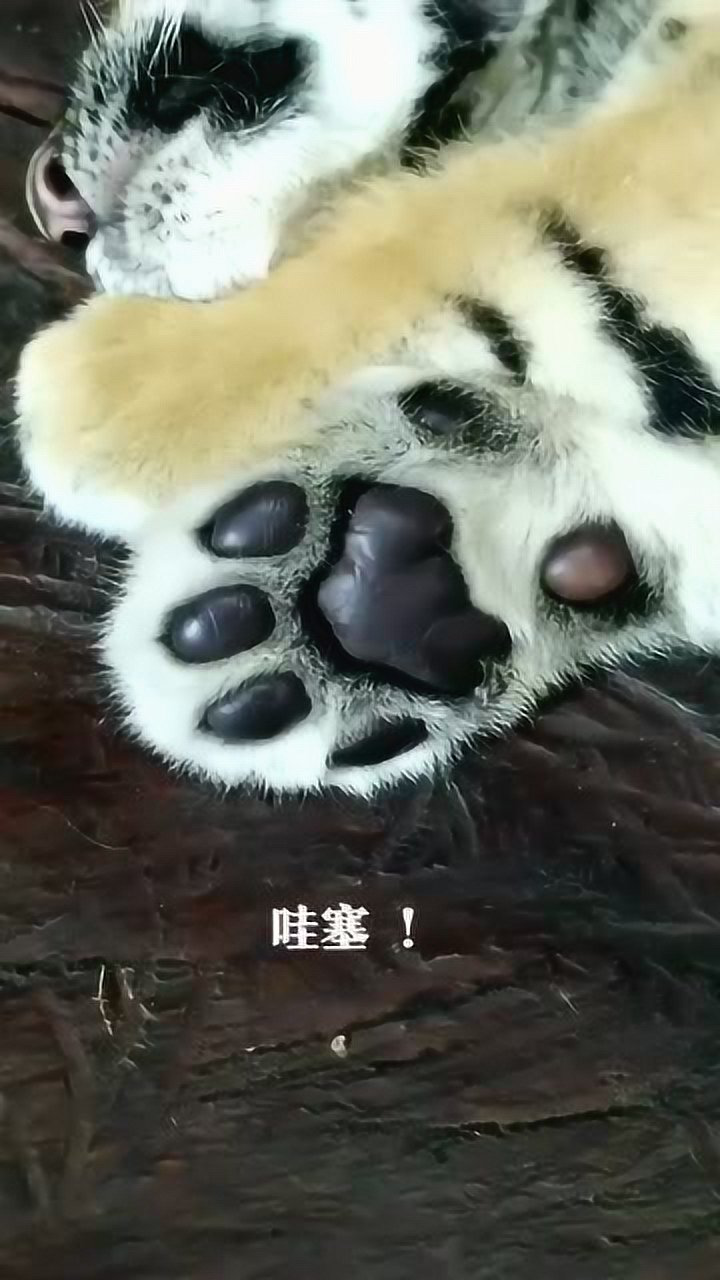 给你们看看小老虎的脚