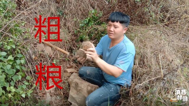 林哥荒地里发现奇怪粗粮,浑身都长毛,你知道它叫什么名字吗?