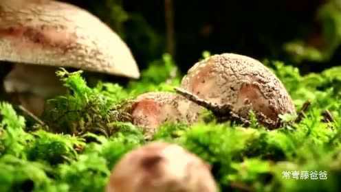 神话的森林-蘑菇