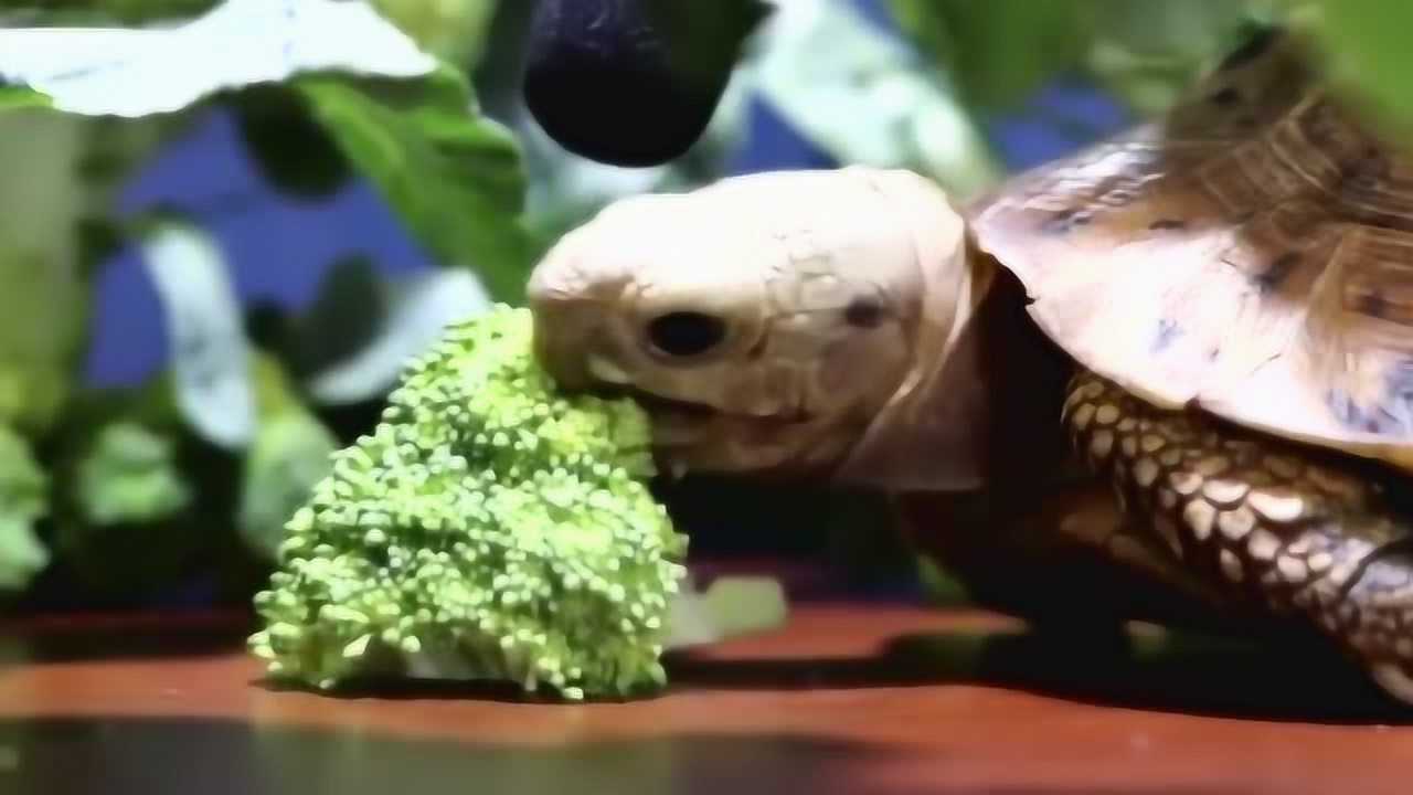 小乌龟直播吃椰菜花,虽然吃的速度慢了些,但咀嚼的声音好好听!