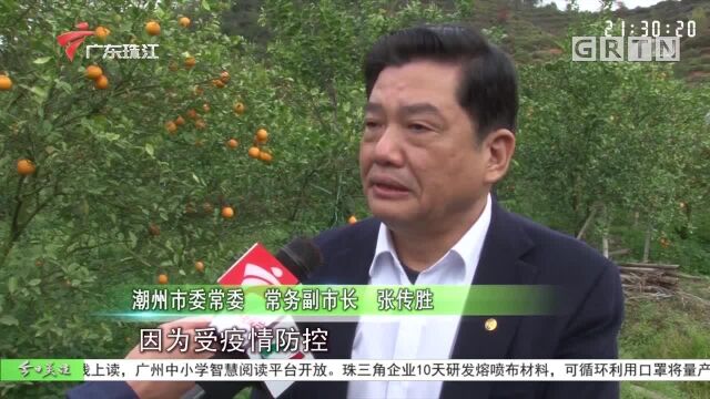 潮州:线上线下齐发力 积压潮州柑销售过半