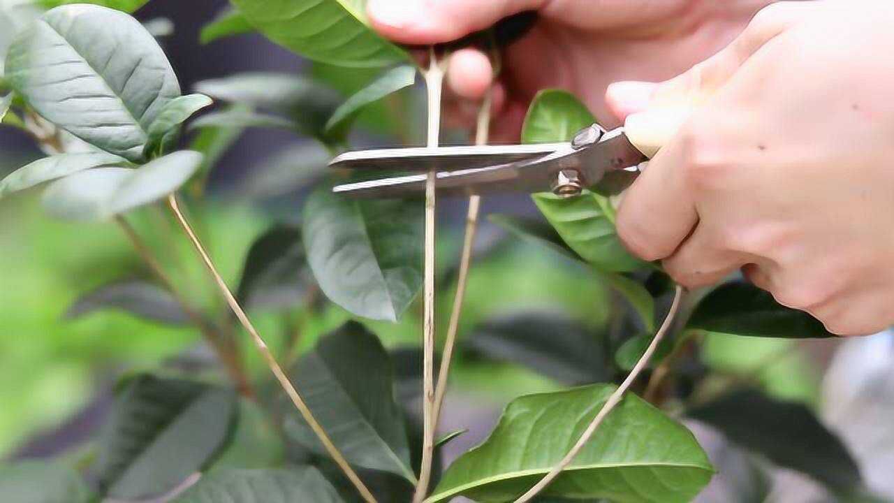 桂花树修剪,掌握好这些修剪技巧,让它成为一棵棒棒糖