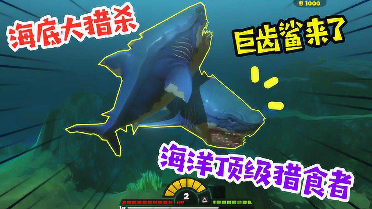 海底大猎杀:被誉为地球史上最强悍的生物?顶级猎食者巨齿鲨来啦