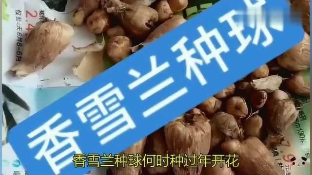 香雪兰如何养殖能过年开花?秋季埋种球冬季生长,花期在春节期间