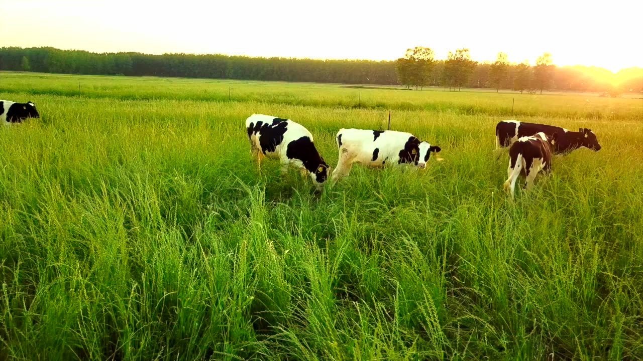 花花牛瑞亚天然生态牧场,幸福的奶牛产优质的牛奶@ipadapp内打开96508
