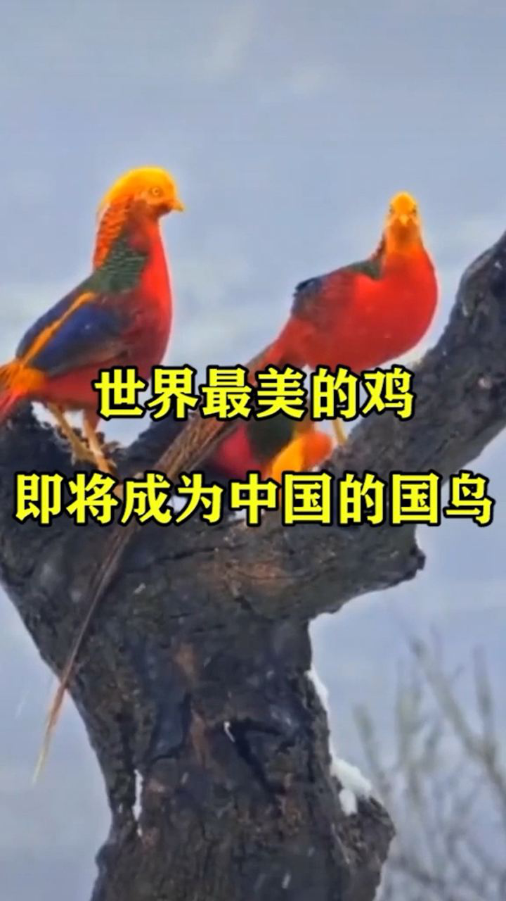 世界最美的鸟,即将成为中国的国鸟