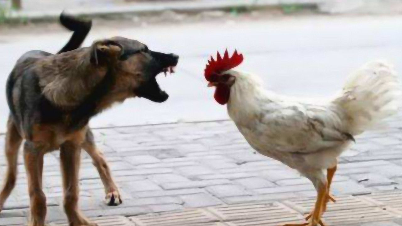 鸡犬不宁可不单单是成语它们到底有何恩怨看完就明白了