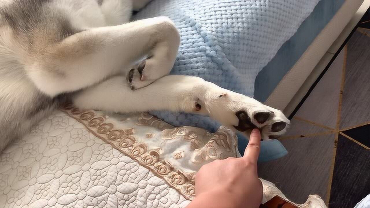 哈士奇的脚那么粗糙还有痒痒肉吗