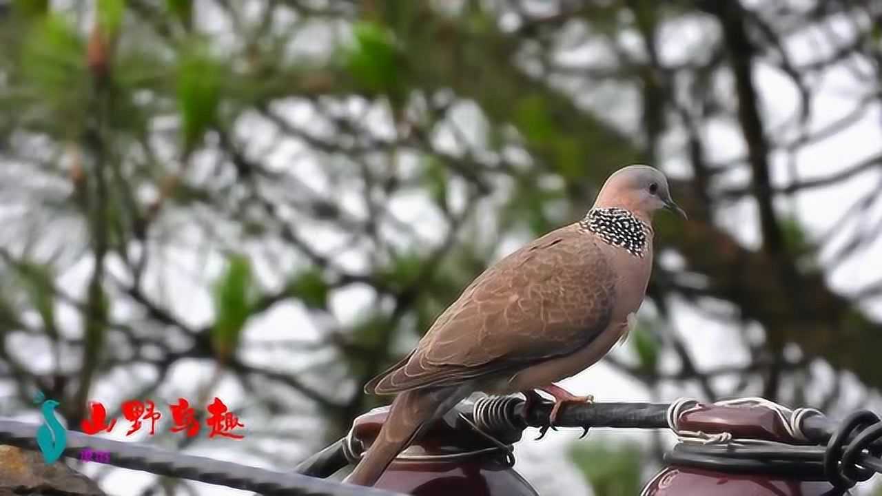 一對懶斑鳩不叫飛過的四聲杜鵑布穀鳥叫聲太好聽了