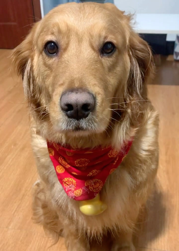 吹喇叭的小狗狗_腾讯视频