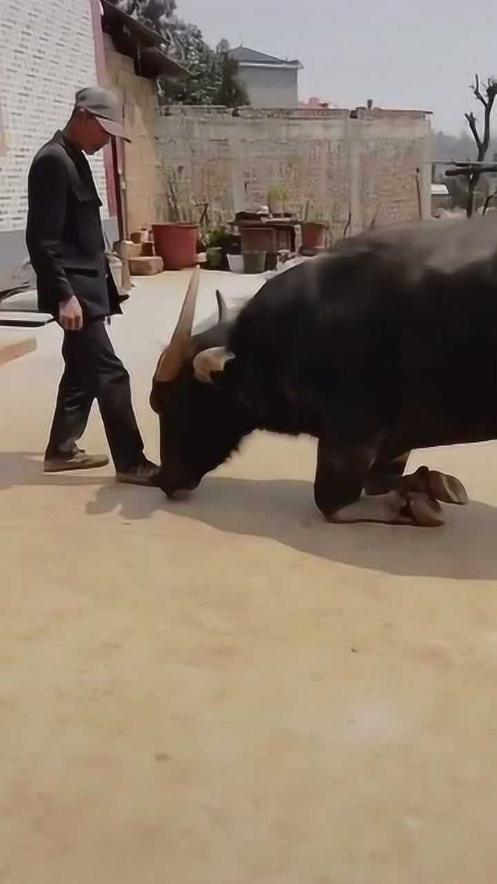 再穷不卖跪地牛,再富不弃结发妻,这一跪感天动地