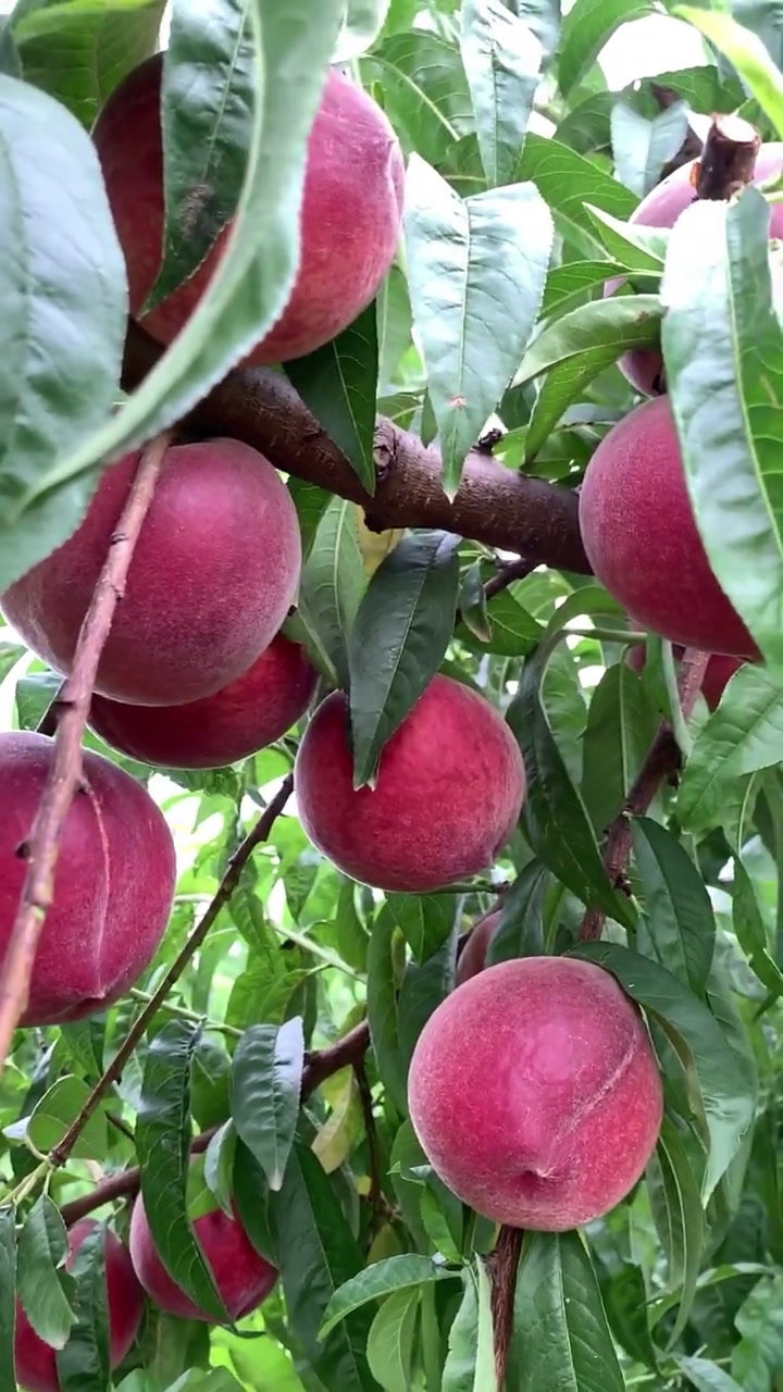 高级玫瑰血桃,吃一次就爱啦