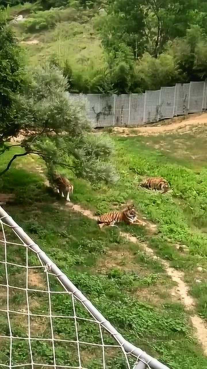 老虎走猫步,同伴都难以发现,最后一下动作太快了_腾讯视频