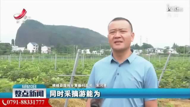 横峰:四季瓜果飘香 助力乡村振兴