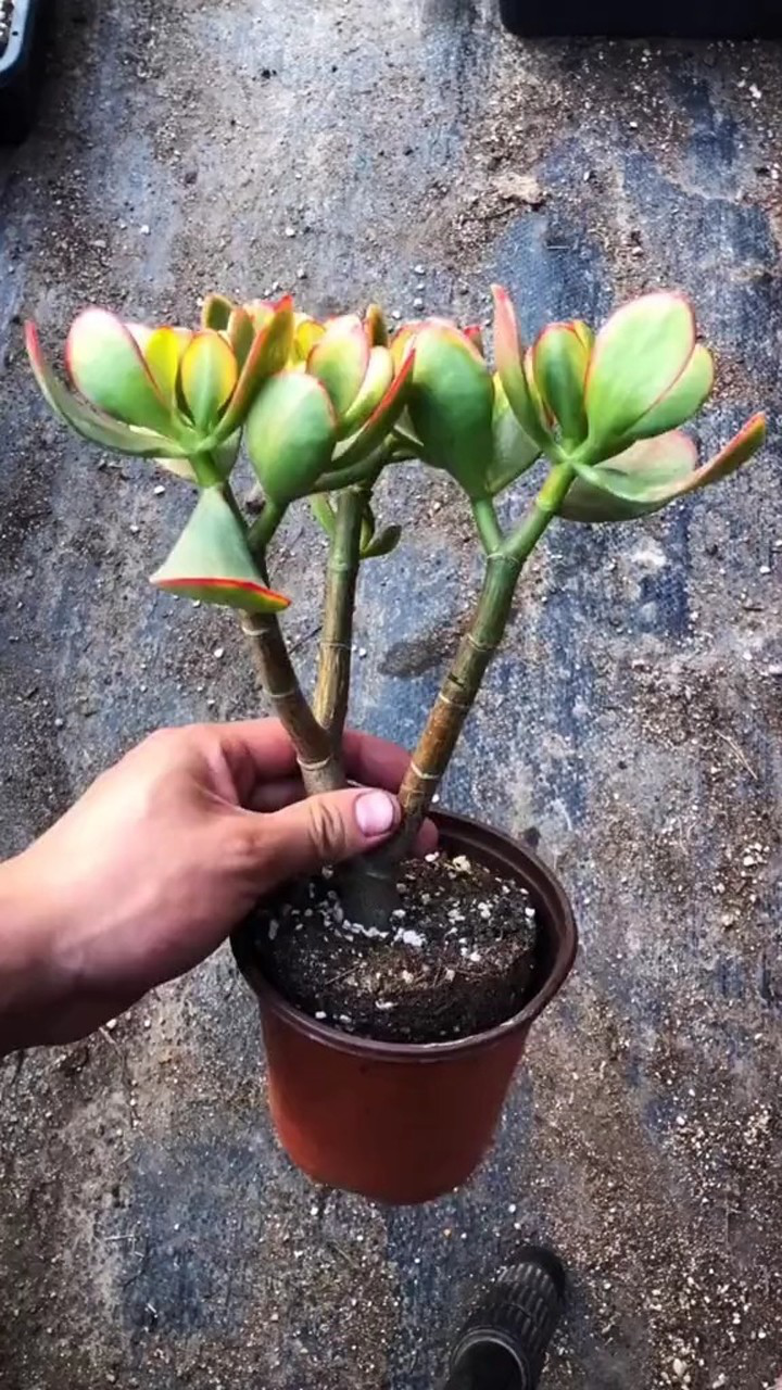 用玉树嫁接的长寿花,嫁接的最佳时间为春天.