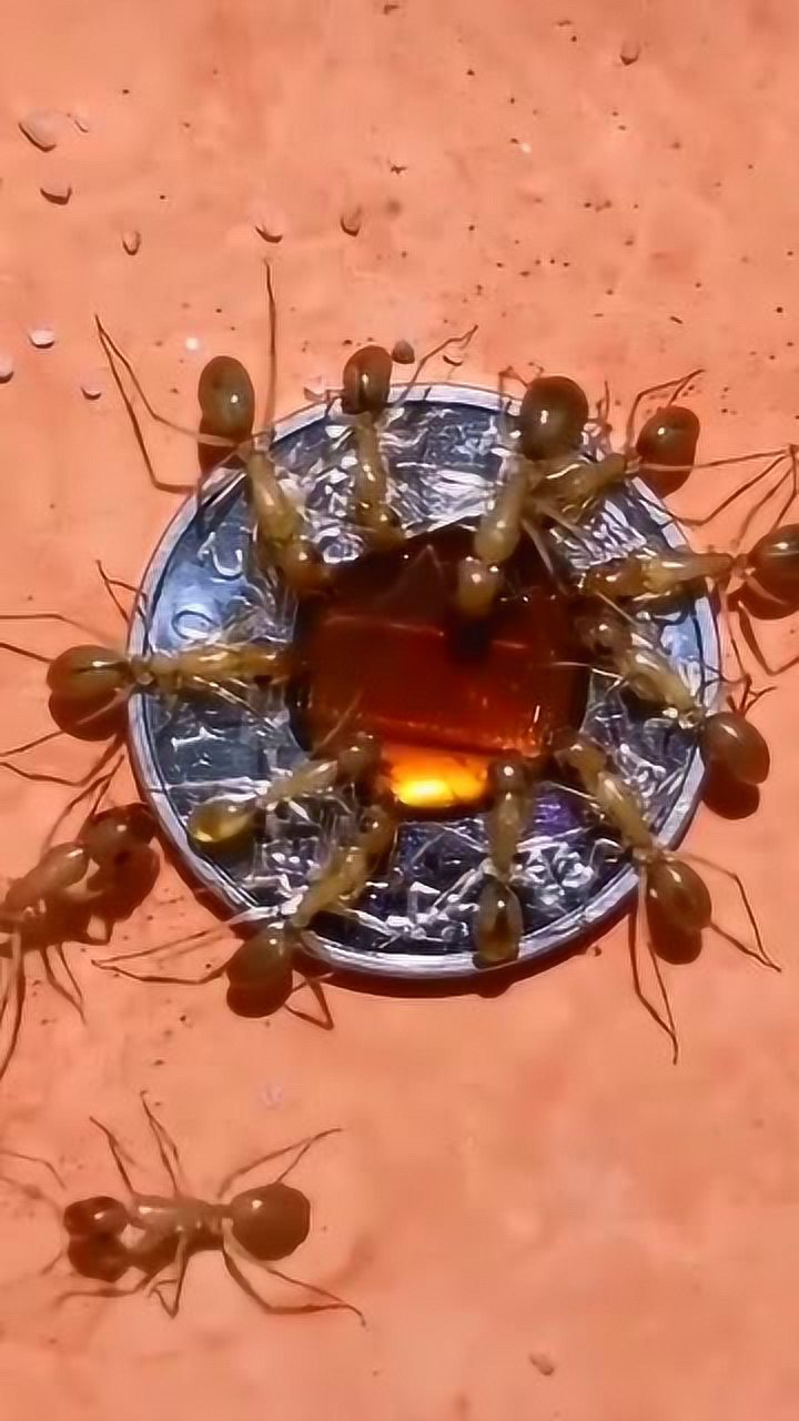 注意看蚂蚁的肚子好想用针扎一下这就是蜜罐蚁