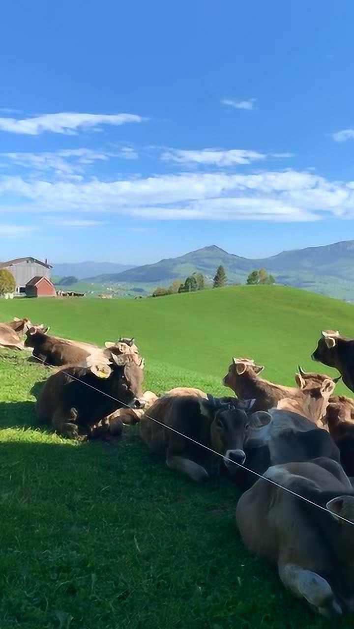 住在山顶的瑞士牛