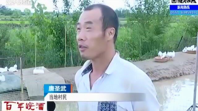 他返乡创业养殖技术送上门 肥西政府助力“扶贫鹅苗”助脱贫