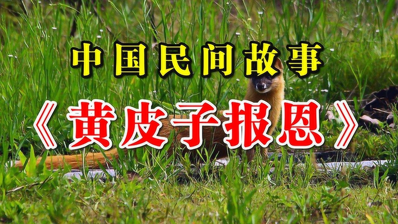 中国民间故事:《黄皮子报恩》