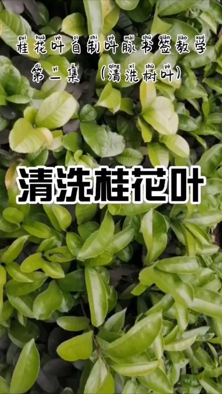 桂花葉自制葉脈書籤第一步清洗桂花葉