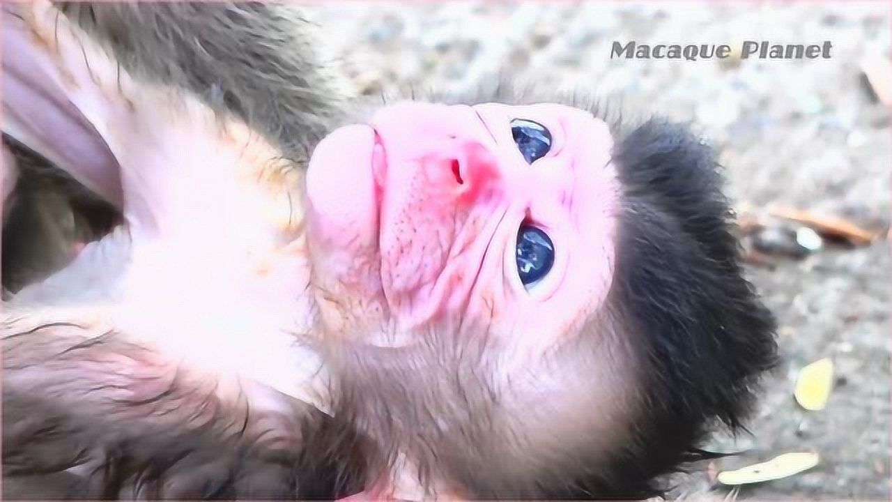 今天刚出生的猴子婴儿脸蛋还是红红的身体非常健康