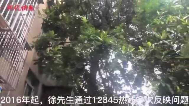 树叶茂密家中难见阳光,居民求助:小区没物业,我该找谁?