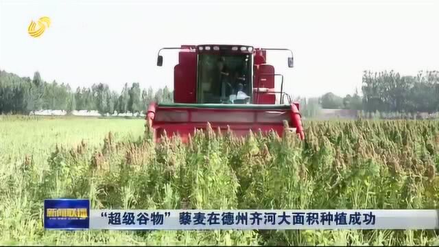 【山东新闻联播】“超级谷物”藜麦在德州齐河大面积种植成功