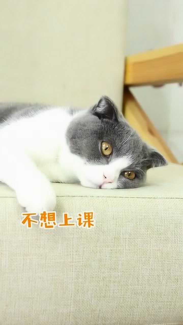 "不想上课"的请假理由,老师会同意吗?_腾讯视频