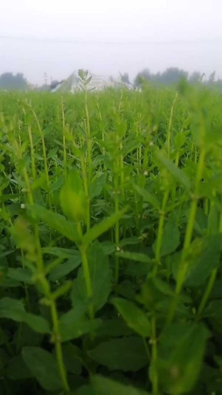 2茬半枝莲长势良好!要准备收割了!