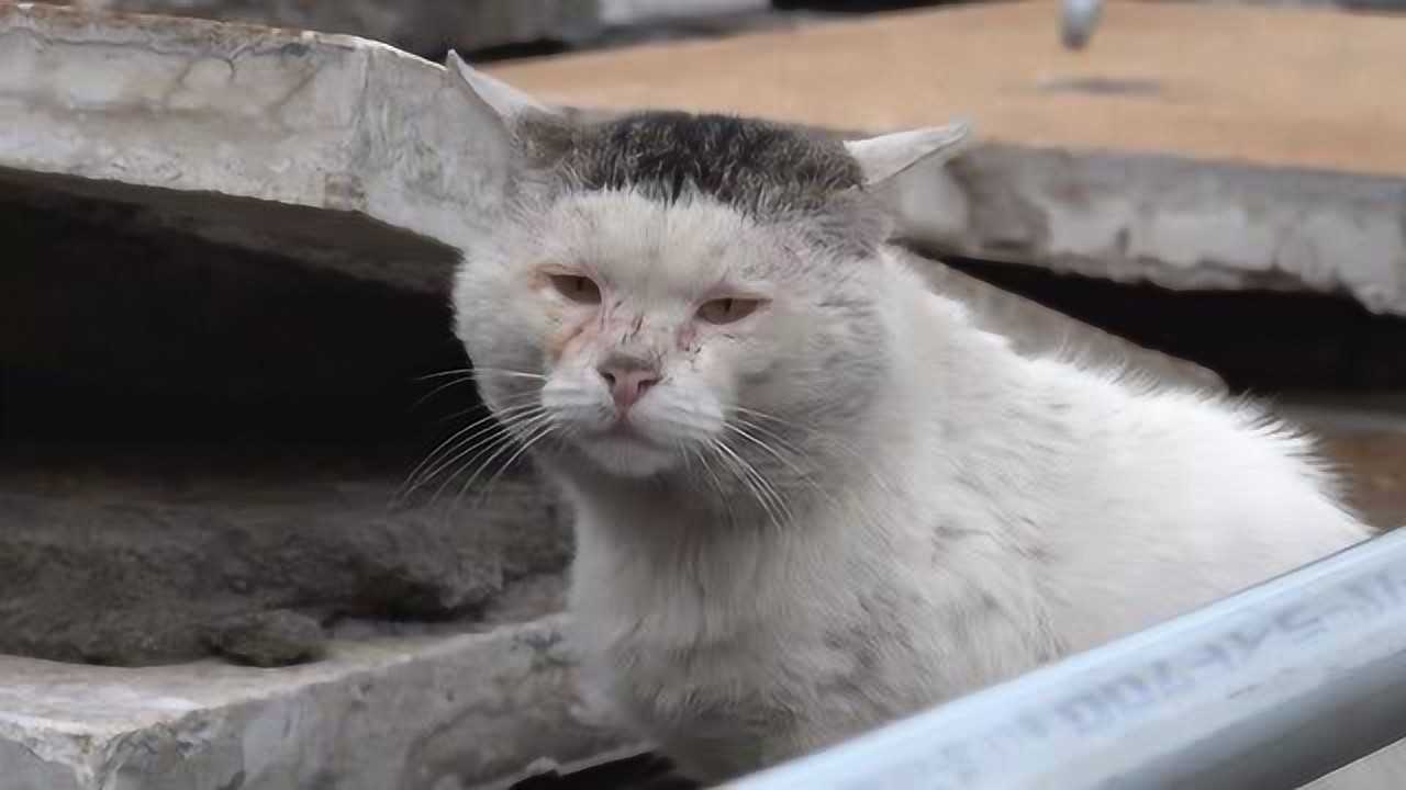 一只可怜的流浪猫,眼神看着让人心疼