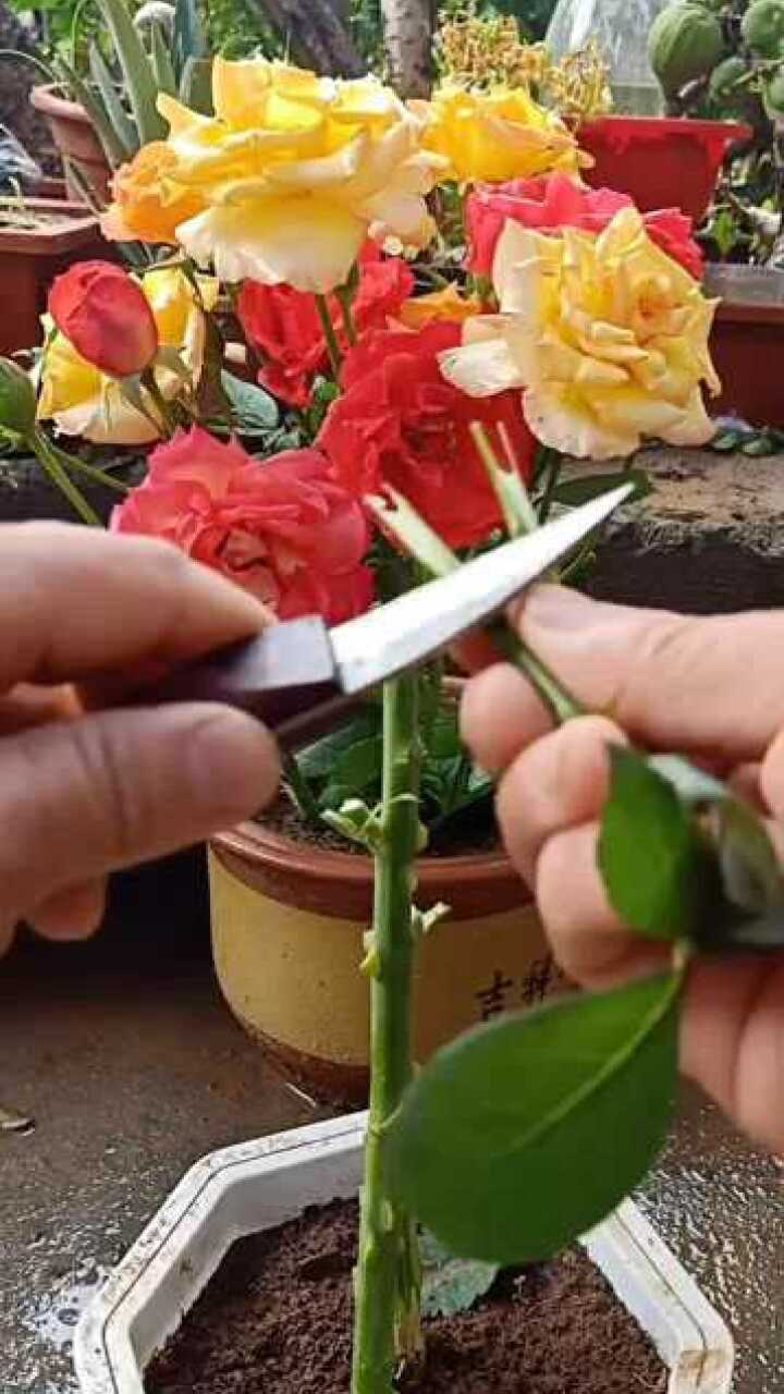今天嫁接多色玫瑰花这个值得我们学习因为方法太简单了