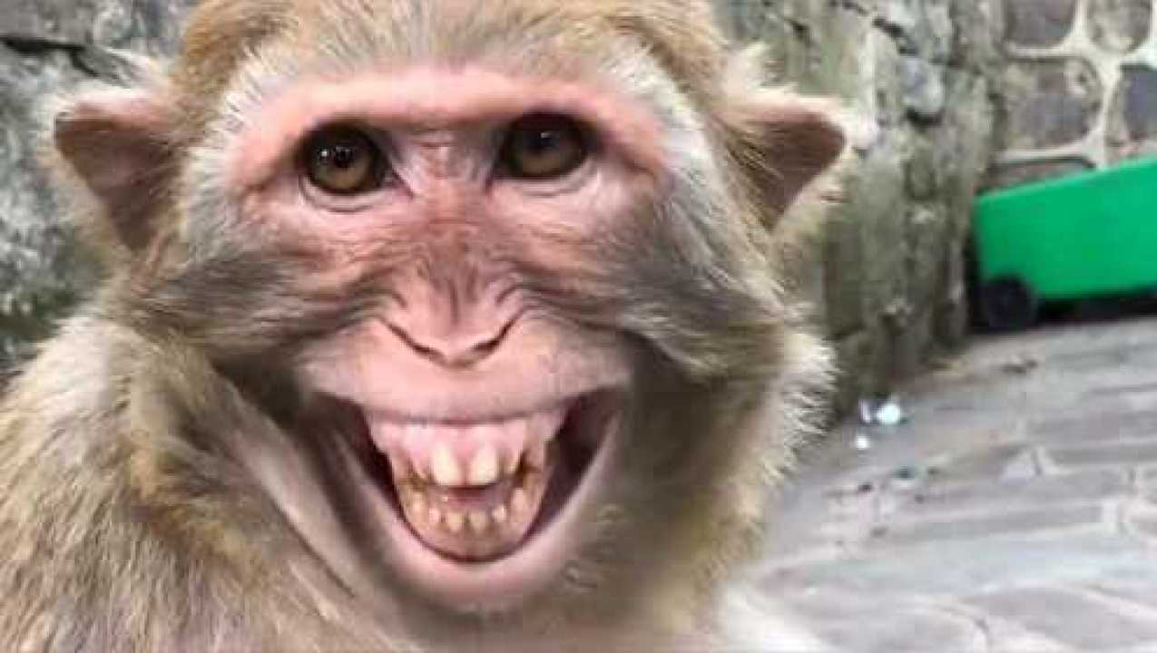 猴子嘿嘿笑表情包图片