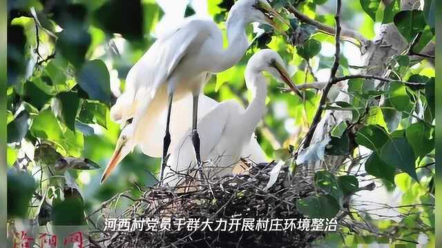 汝阳县河西村:小村洁净美 白鹭来安家