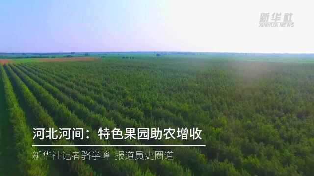 河北河间:特色果园助农增收