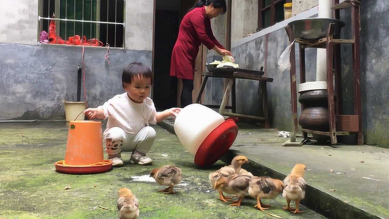 农村爷爷买回20只小鸡仔1岁宝宝第一次见画面简直太逗了