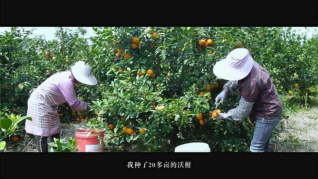 E3肥专业解决种植难题,柑橘种植用E3