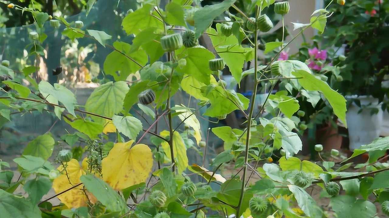 能包指甲的金花草,老中医拿它治病,专治高烧不退!