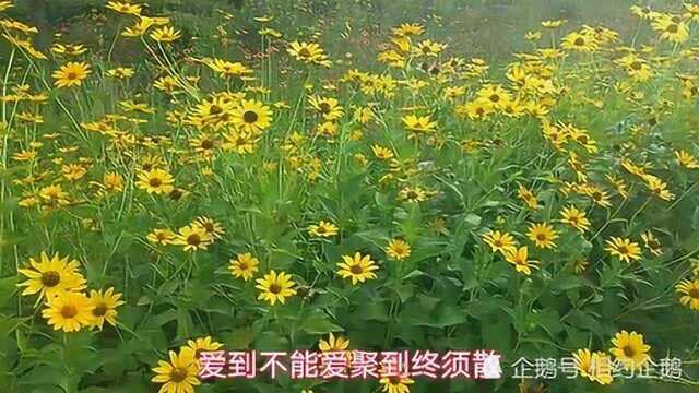 经典老歌:《问情》歌曲旋律动听优美,歌词唯美别致