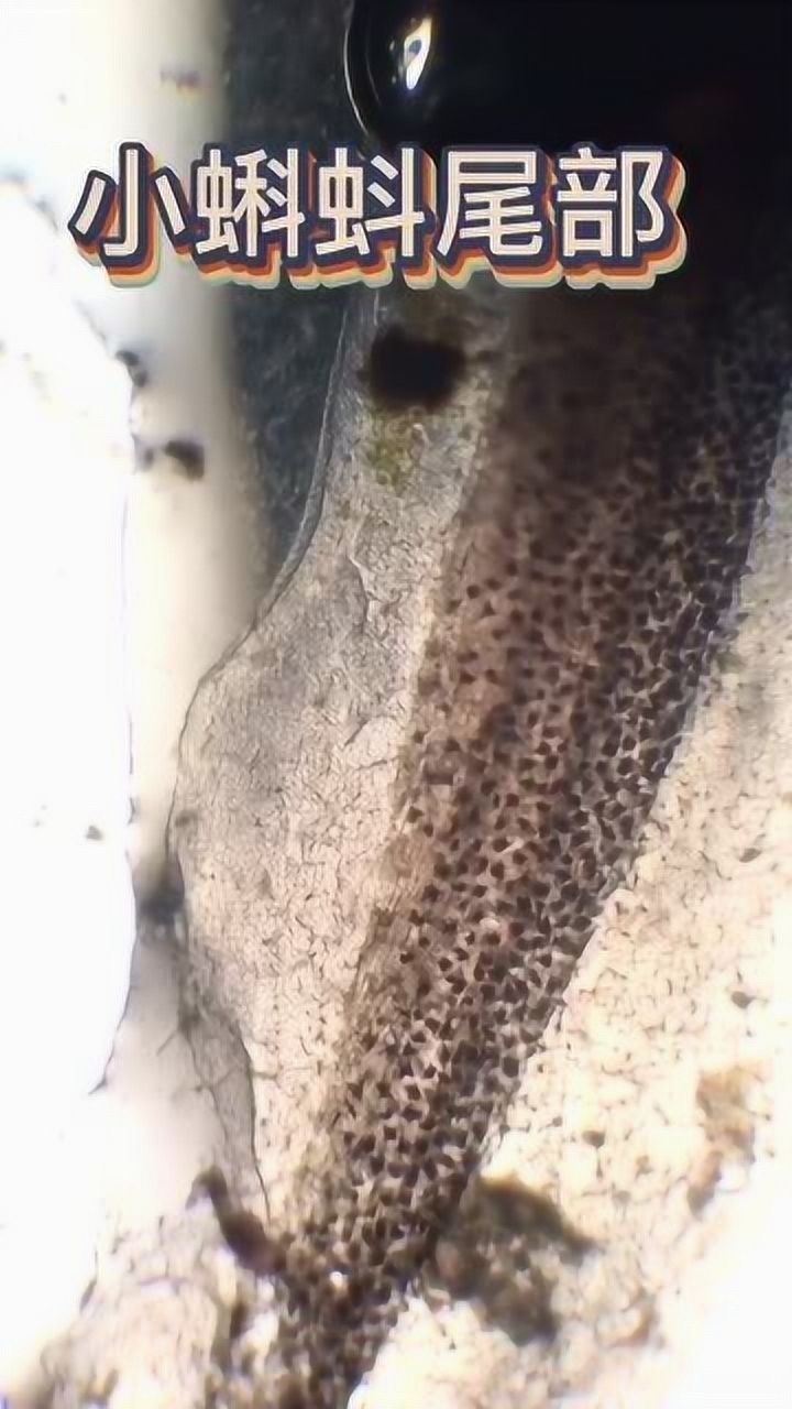 把小蝌蚪的尾巴放大100倍后是啥样子