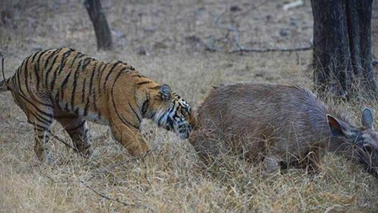 200公斤老虎捕杀600斤巨型野猪,一招锁喉杀敌,不愧为王