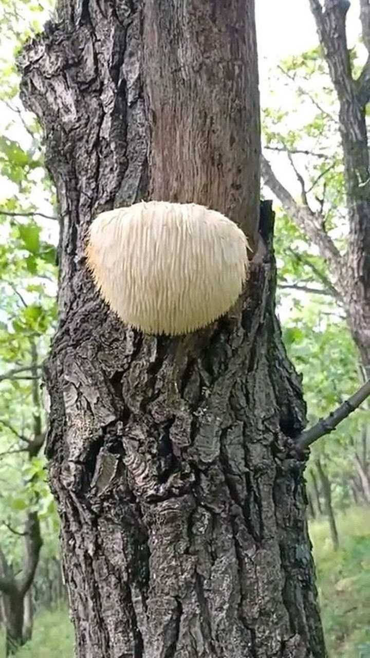 原来野生猴头菇是长这个样子,在树上生长的,这种珍贵食材太稀少了
