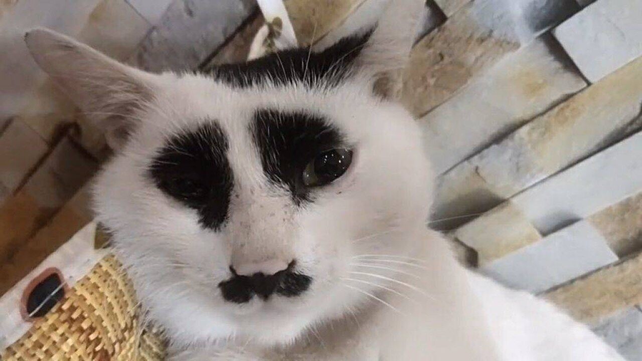 无意间看到的小猫咪也太大佐了