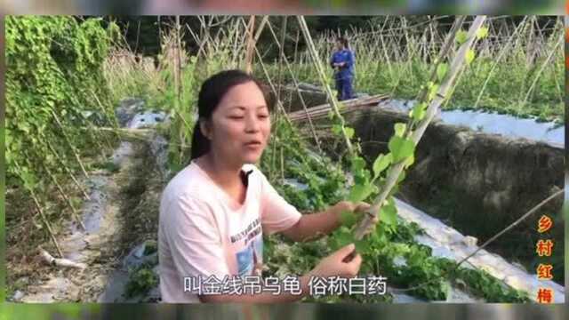 农村名贵的金线吊乌龟是什么样的植物,一起认识了解一下