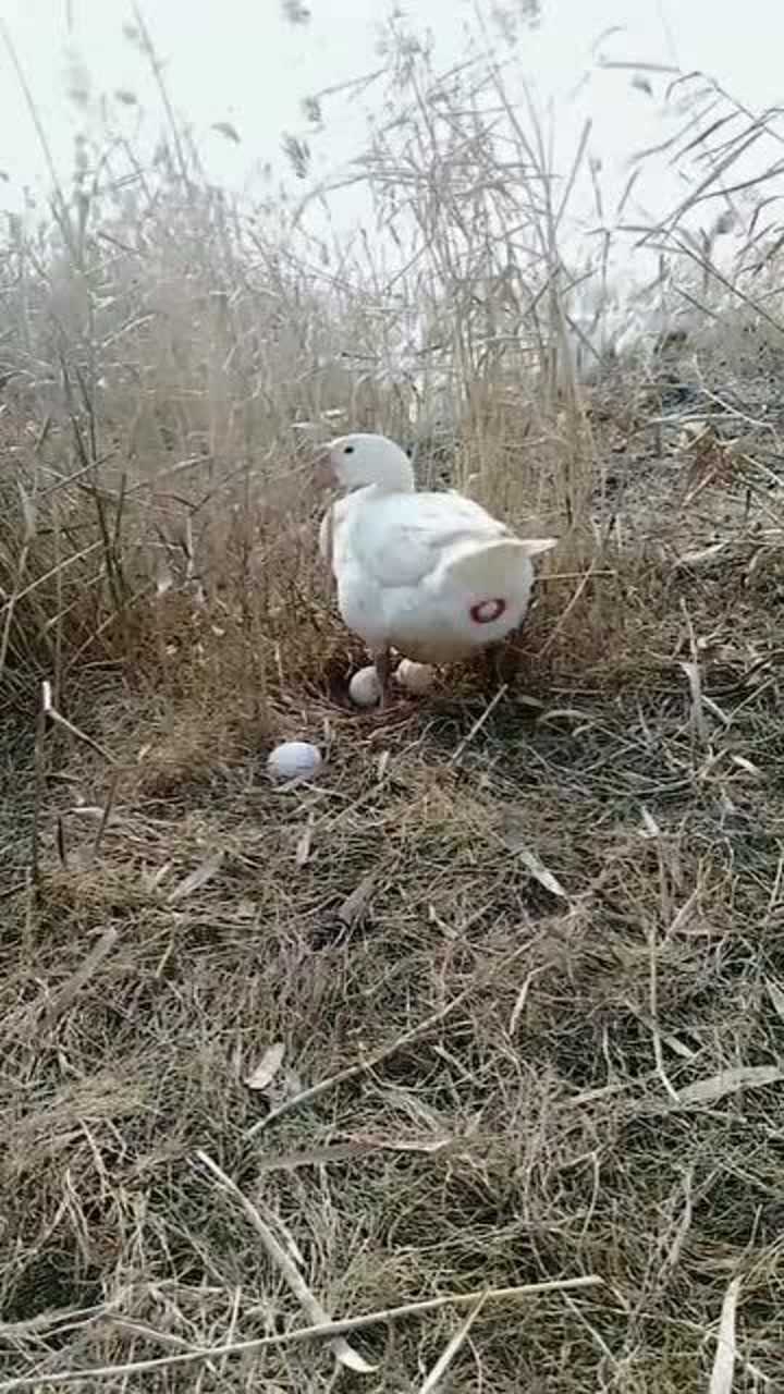 鸭子快要下蛋的迹象图片