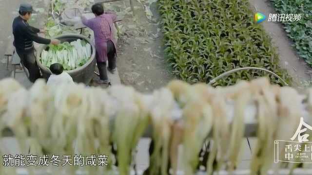 《舌尖上的美食》在古代灾荒时期 菘菜就是重要的食物来源