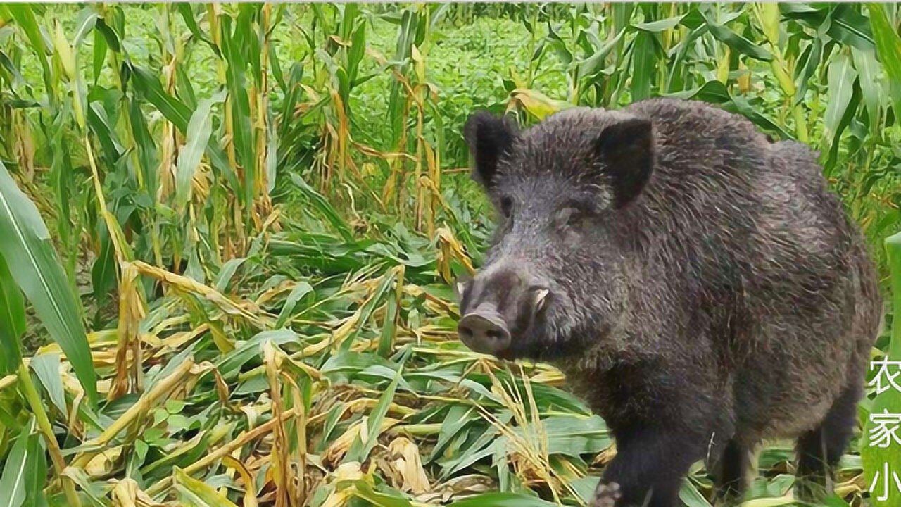 安徽农村野猪猖獗,300斤重野猪狂吃玉米,农民庄稼损失惨重