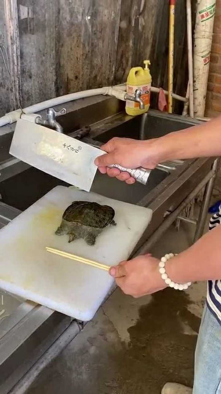 小伙想杀王八,没想到却失手了,现在成缩头乌龟了怎么办